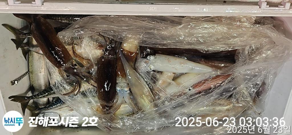 낚시뚜,오징어,한치,진해행암항,진해포시즌 2호,낚시뚜20