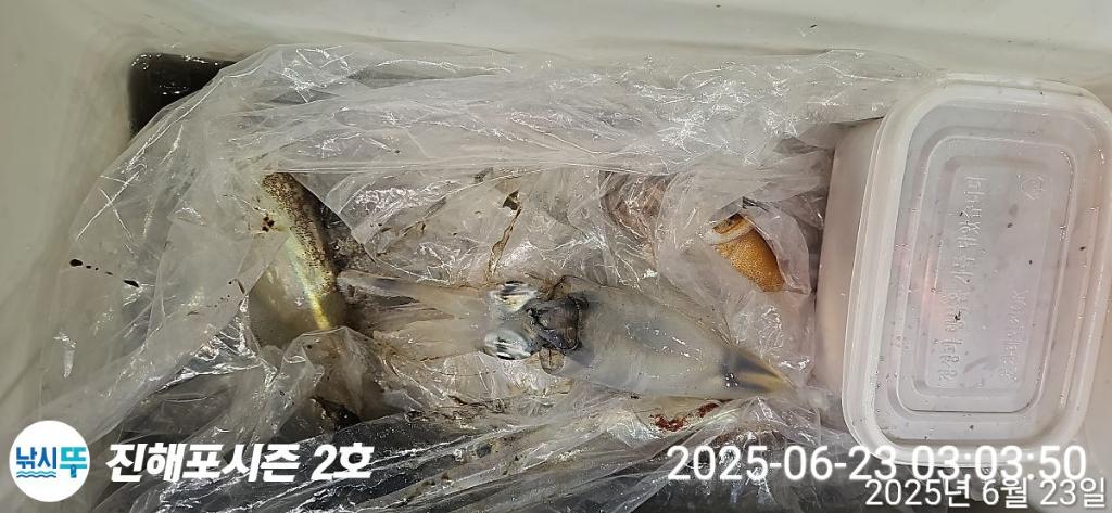 낚시뚜,오징어,한치,진해행암항,진해포시즌 2호,낚시뚜19