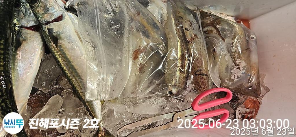 낚시뚜,오징어,한치,진해행암항,진해포시즌 2호,낚시뚜12