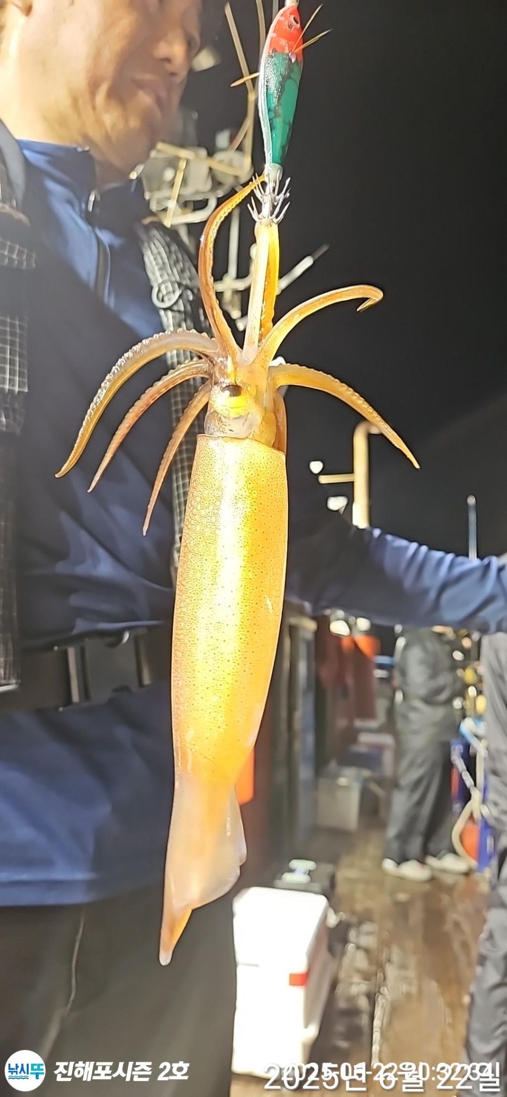 낚시뚜,오징어,한치,진해행암항,진해포시즌 2호,낚시뚜9