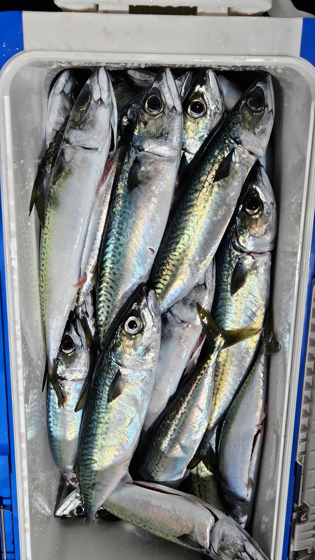 F2707271MO.jpg