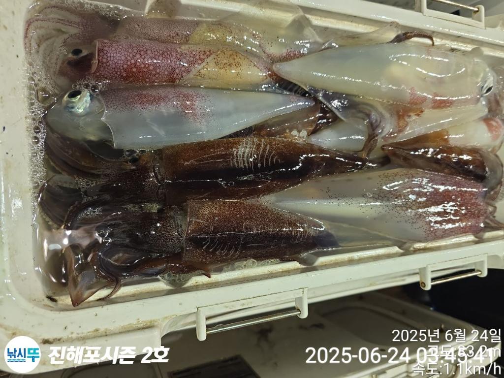 낚시뚜,오징어,한치,진해행암항,진해포시즌 2호,낚시뚜21