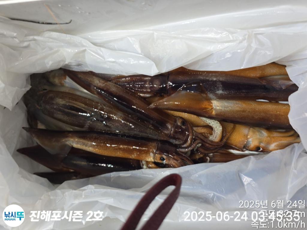 낚시뚜,오징어,한치,진해행암항,진해포시즌 2호,낚시뚜20