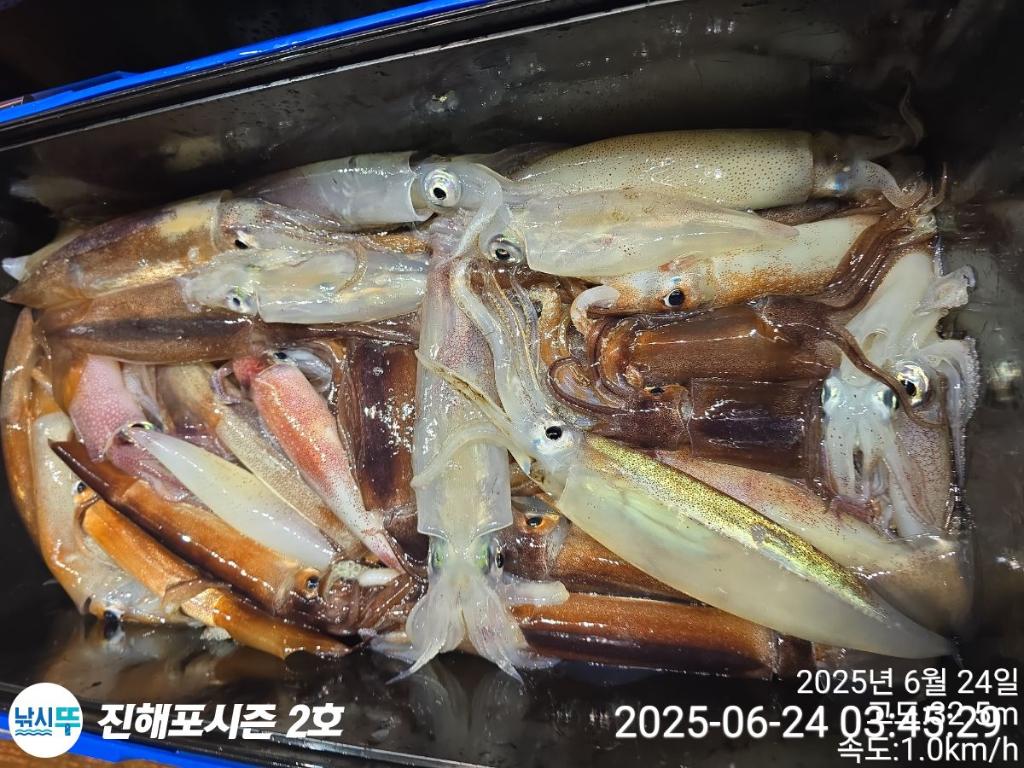 낚시뚜,오징어,한치,진해행암항,진해포시즌 2호,낚시뚜19