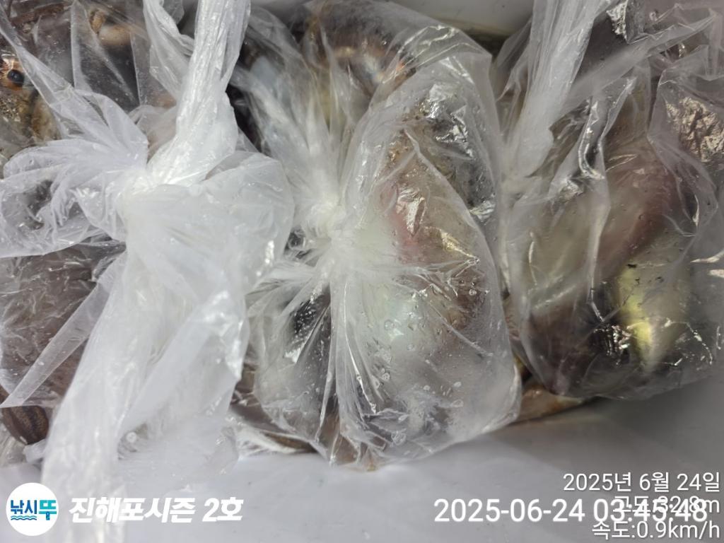 낚시뚜,오징어,한치,진해행암항,진해포시즌 2호,낚시뚜18