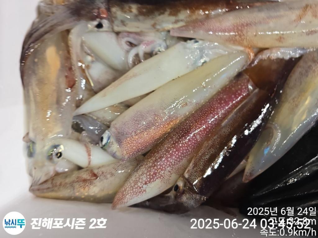 낚시뚜,오징어,한치,진해행암항,진해포시즌 2호,낚시뚜17