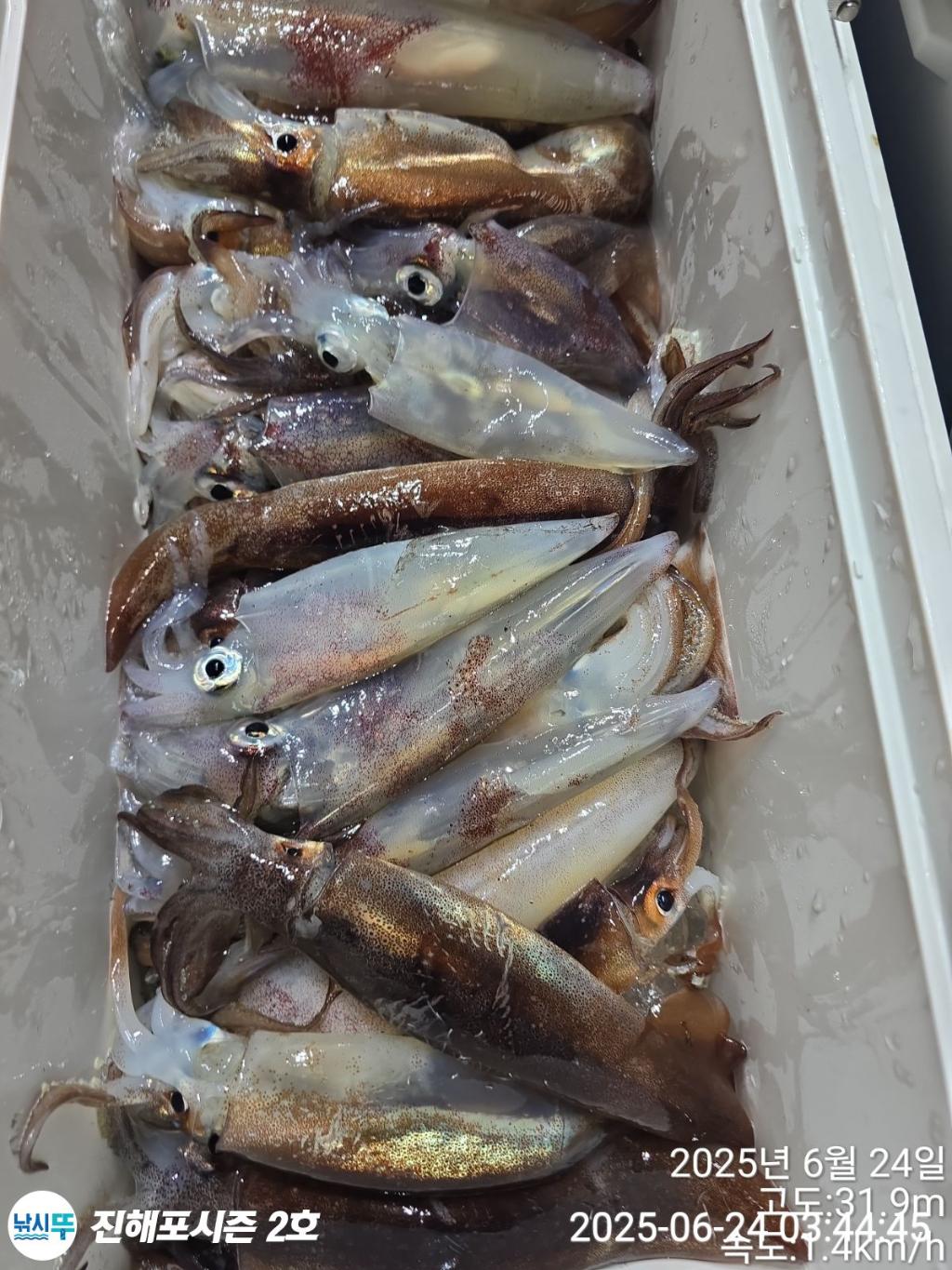 낚시뚜,오징어,한치,진해행암항,진해포시즌 2호,낚시뚜15