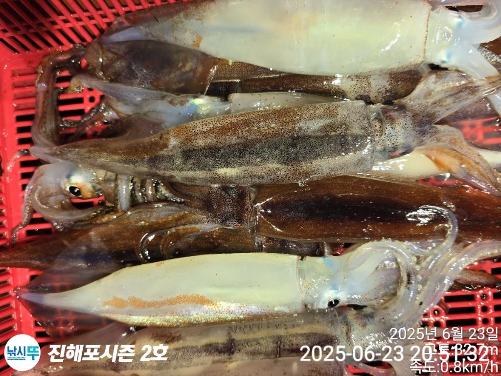 낚시뚜,오징어,한치,진해행암항,진해포시즌 2호,낚시뚜2