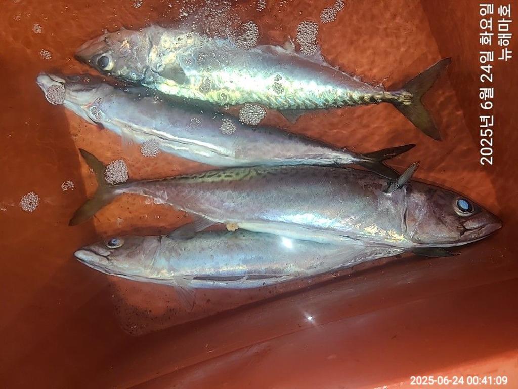 F2707942O1.jpg