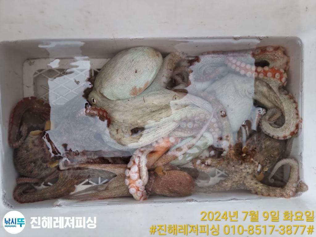 낚시뚜,화살촉오징어,돌문어,진해1부두항,진해레져피싱,낚시뚜15