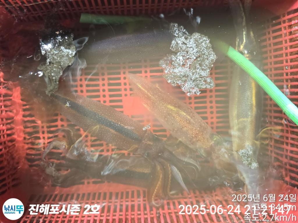 낚시뚜,오징어,한치,진해행암항,진해포시즌 2호,낚시뚜9
