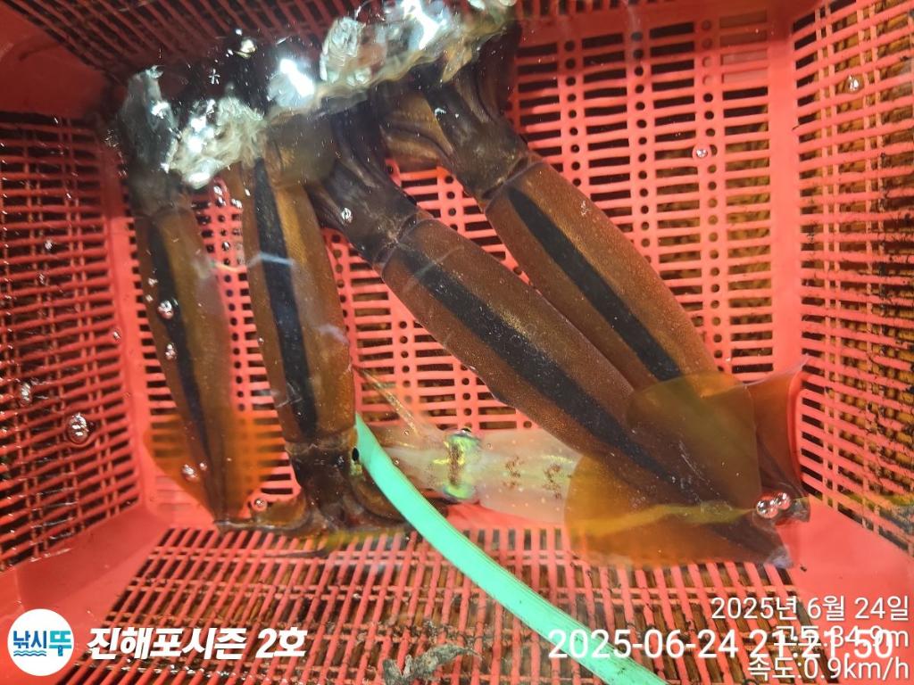 낚시뚜,오징어,한치,진해행암항,진해포시즌 2호,낚시뚜8