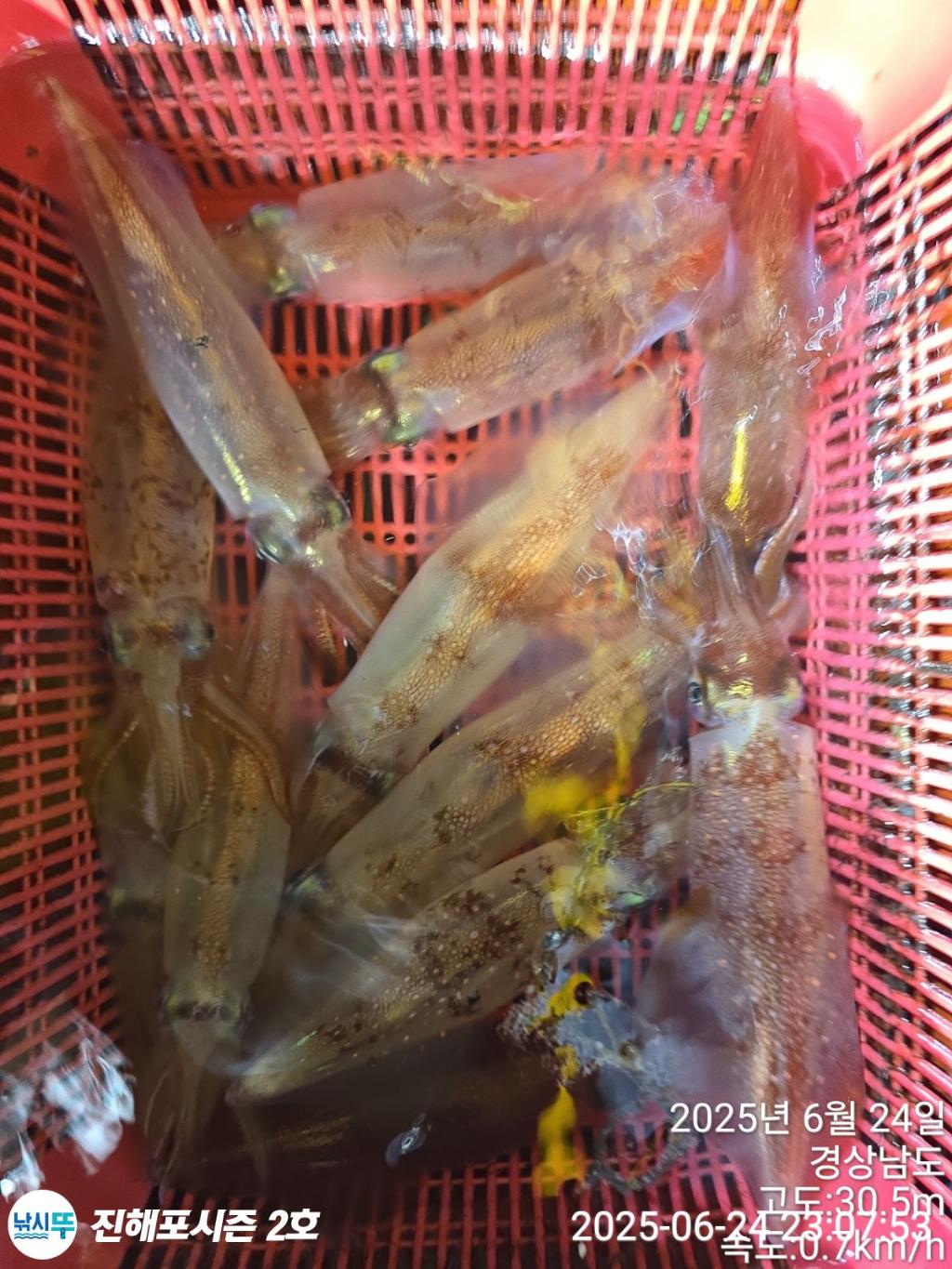 낚시뚜,오징어,한치,진해행암항,진해포시즌 2호,낚시뚜6