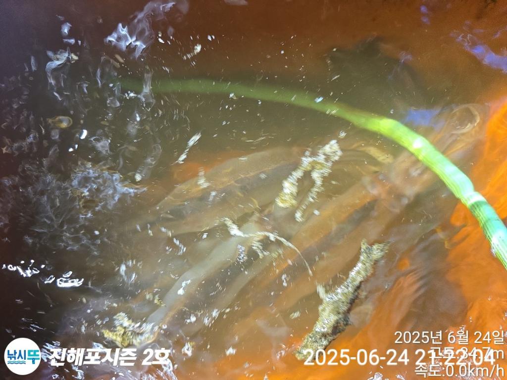 낚시뚜,오징어,한치,진해행암항,진해포시즌 2호,낚시뚜5