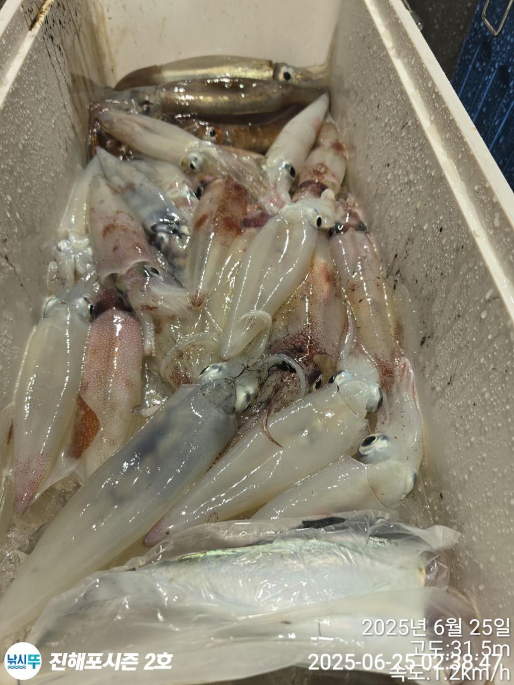 낚시뚜,오징어,한치,진해행암항,진해포시즌 2호,낚시뚜13