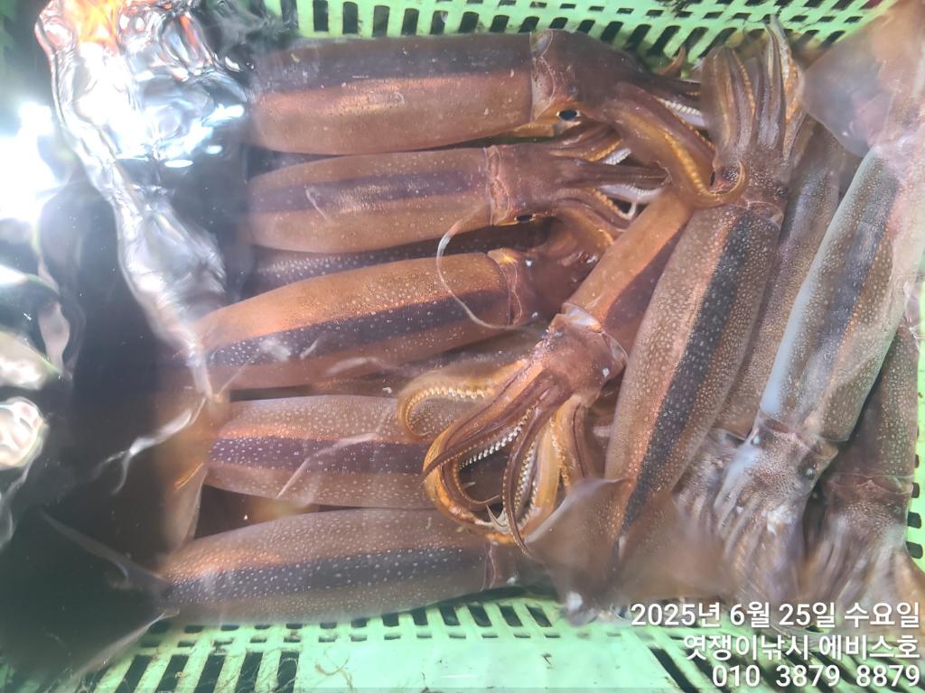 F2708587MU.jpg
