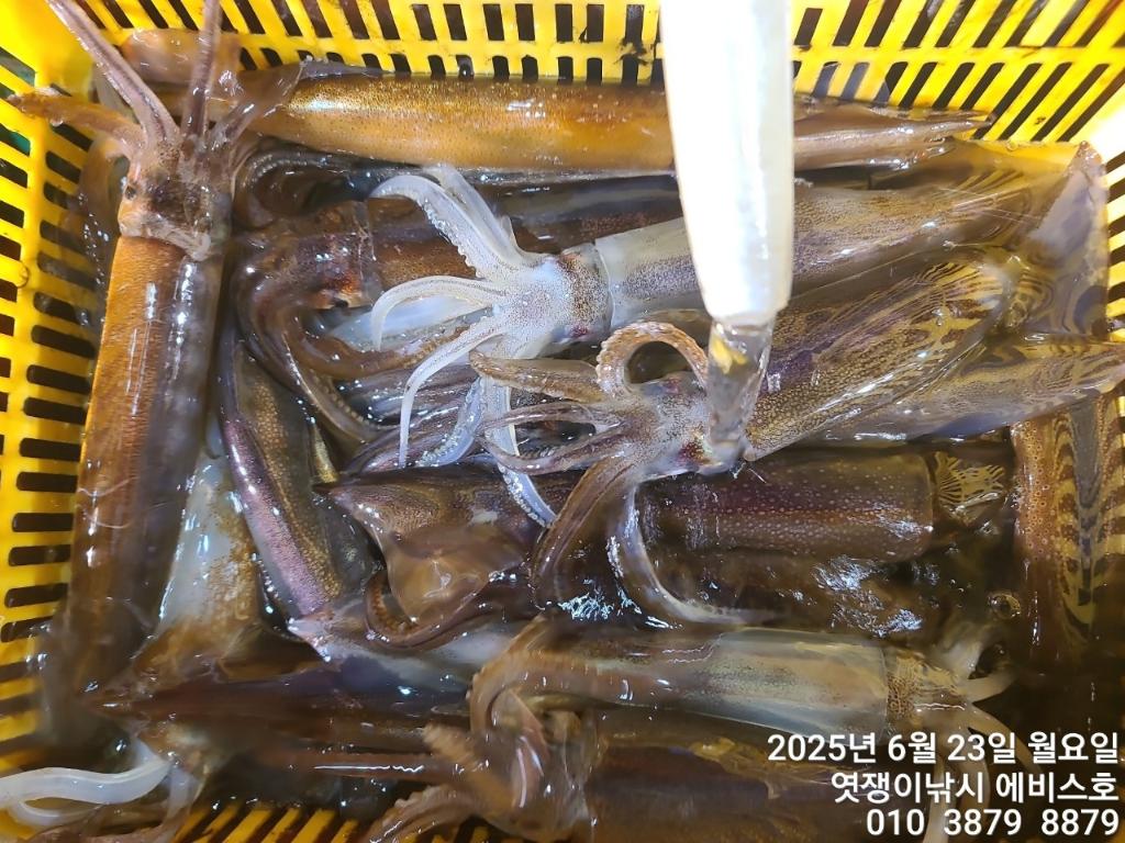 F2708619BN.jpg