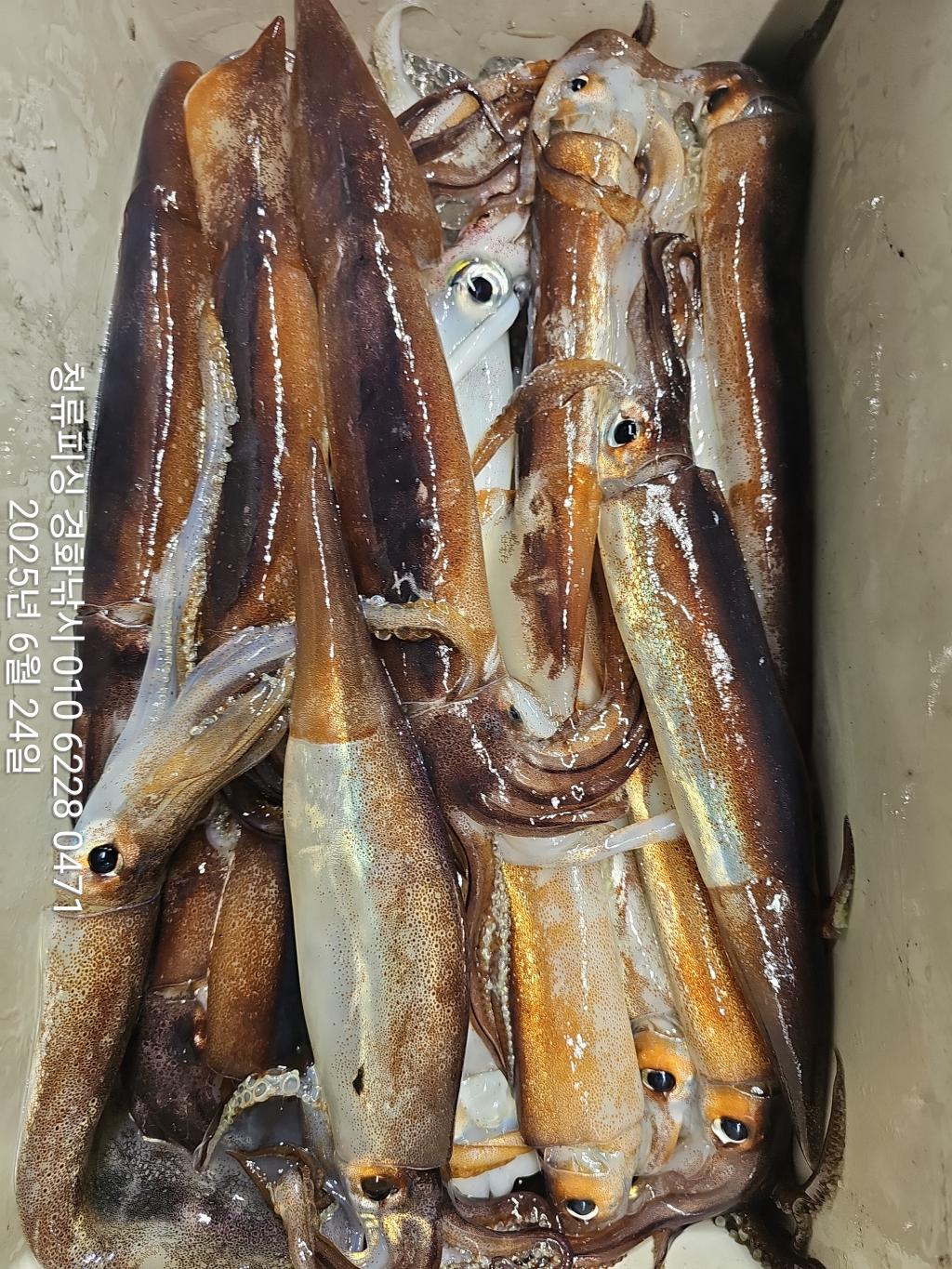 F2708828T5.jpg