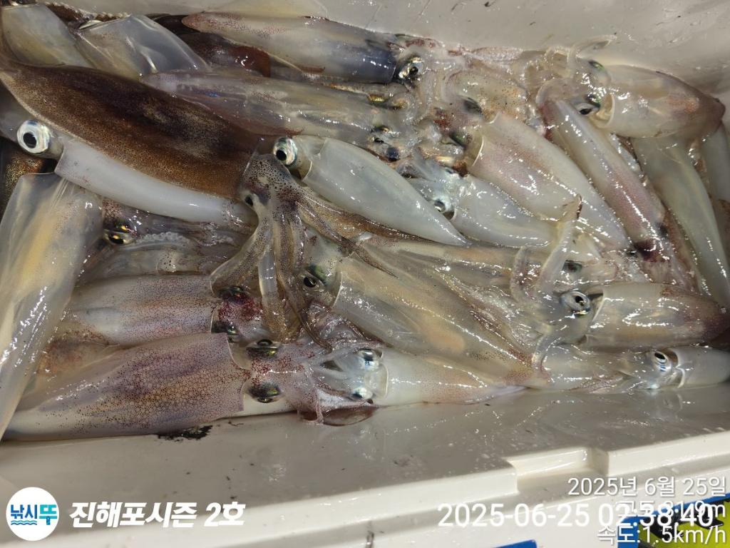 낚시뚜,오징어,한치,진해행암항,진해포시즌 2호,낚시뚜20