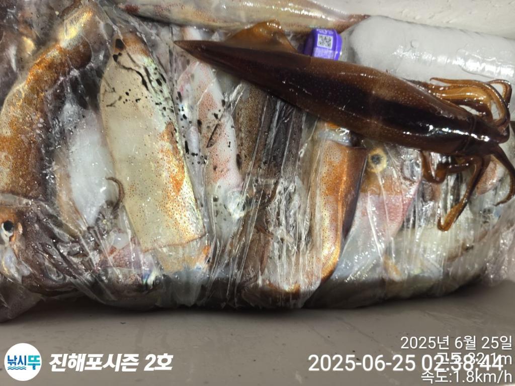 낚시뚜,오징어,한치,진해행암항,진해포시즌 2호,낚시뚜18