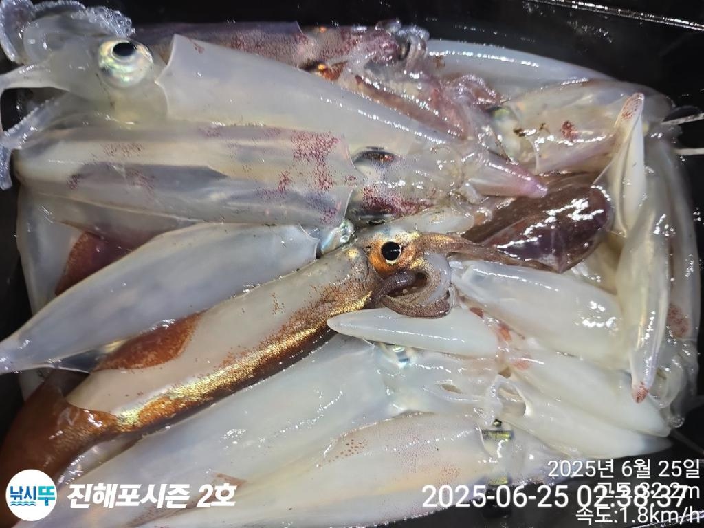 낚시뚜,오징어,한치,진해행암항,진해포시즌 2호,낚시뚜17