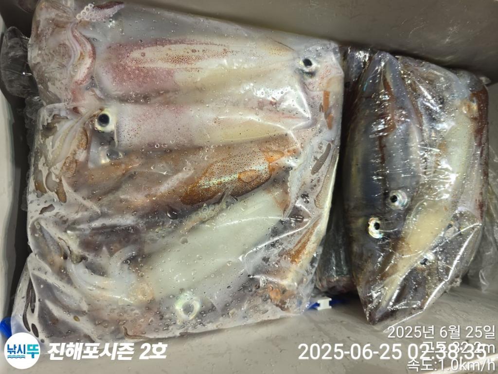 낚시뚜,오징어,한치,진해행암항,진해포시즌 2호,낚시뚜16