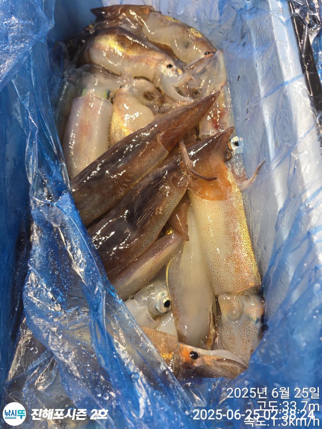 낚시뚜,오징어,한치,진해행암항,진해포시즌 2호,낚시뚜15