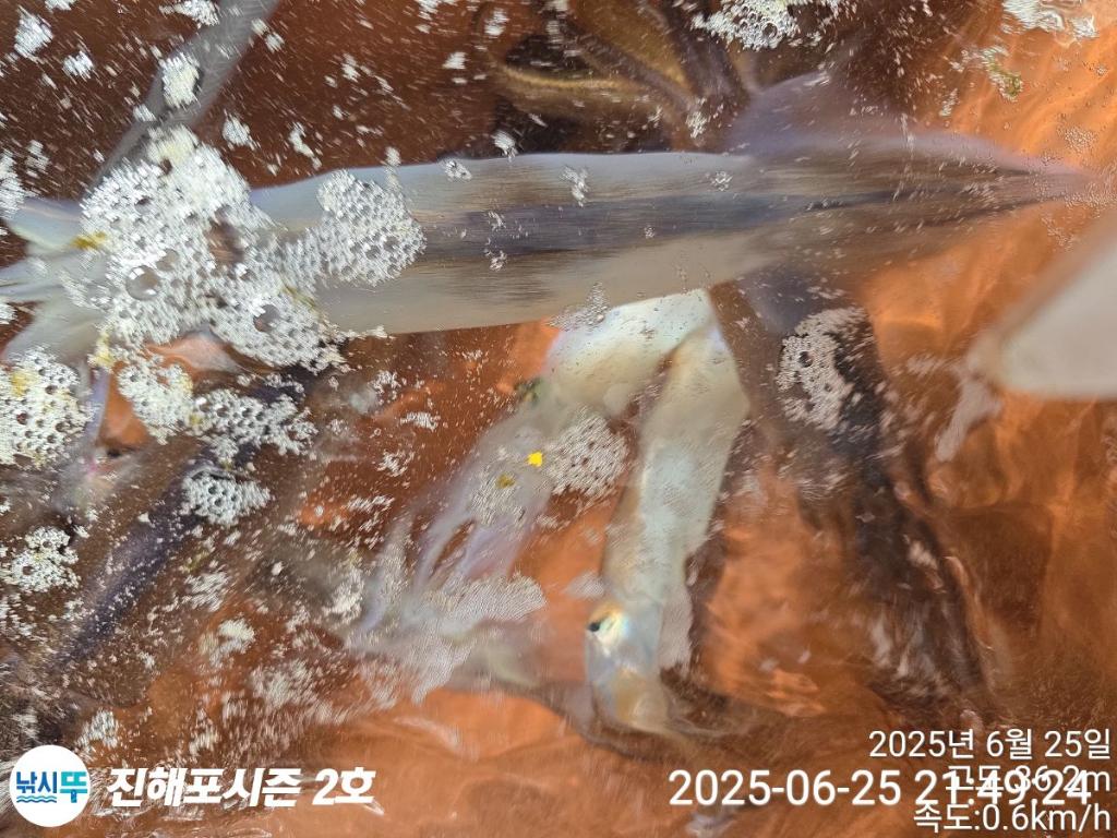 낚시뚜,오징어,한치,진해행암항,진해포시즌 2호,낚시뚜10