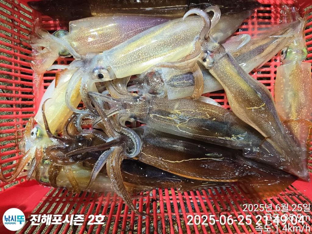낚시뚜,오징어,한치,진해행암항,진해포시즌 2호,낚시뚜9