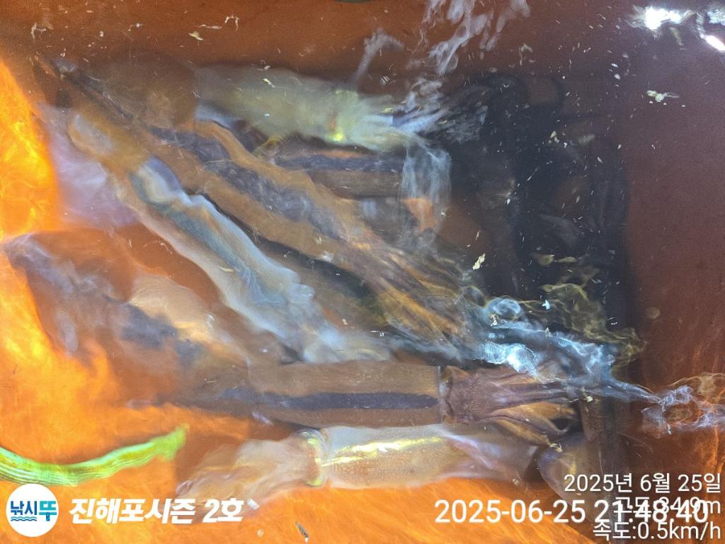 낚시뚜,오징어,한치,진해행암항,진해포시즌 2호,낚시뚜8