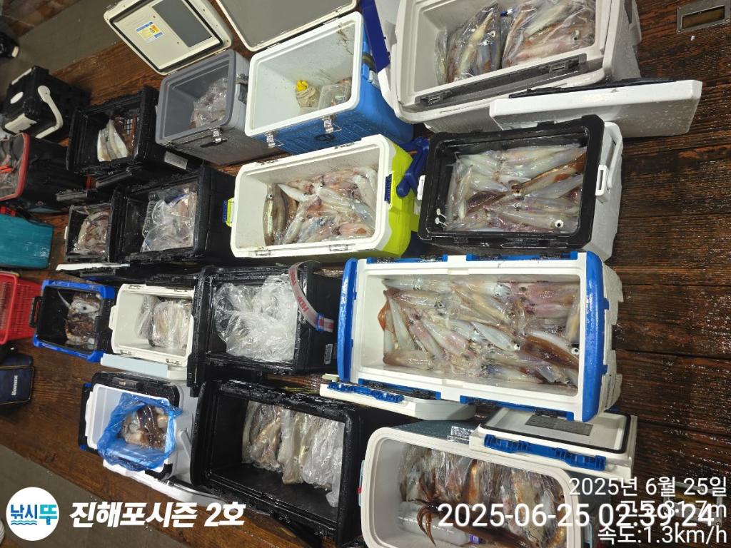 낚시뚜,오징어,한치,진해행암항,진해포시즌 2호,낚시뚜7