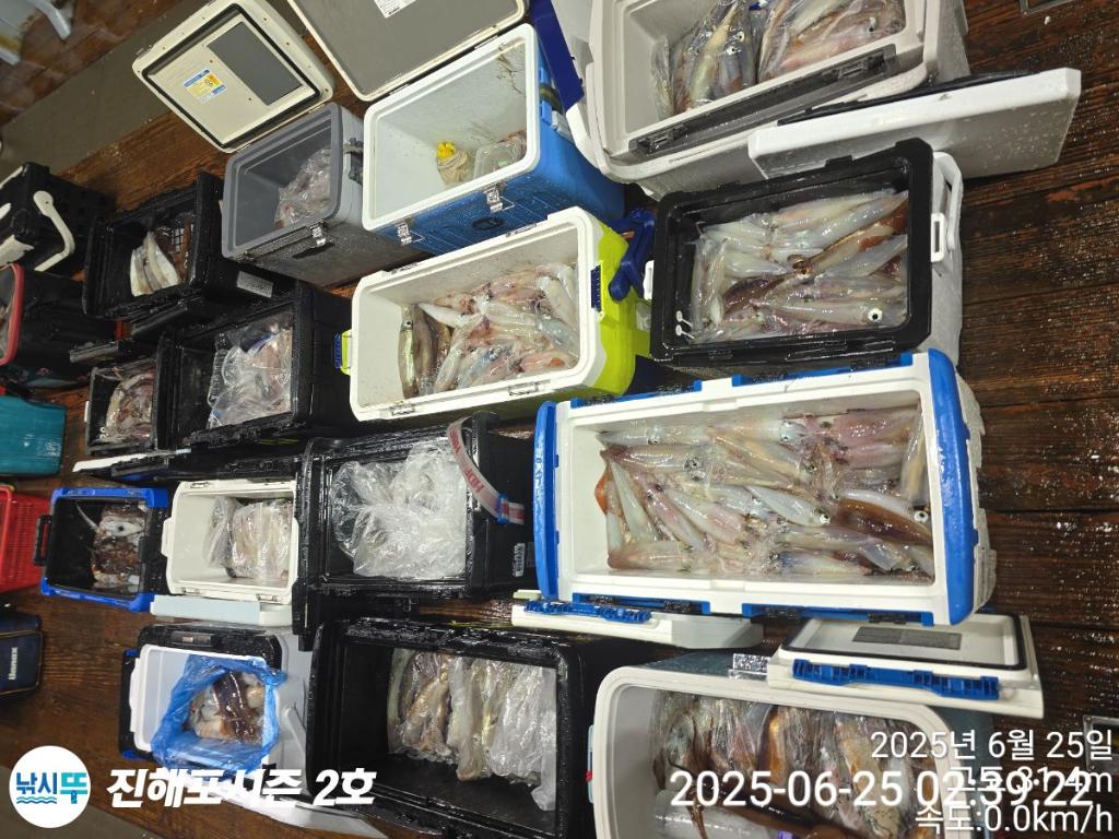 낚시뚜,오징어,한치,진해행암항,진해포시즌 2호,낚시뚜6