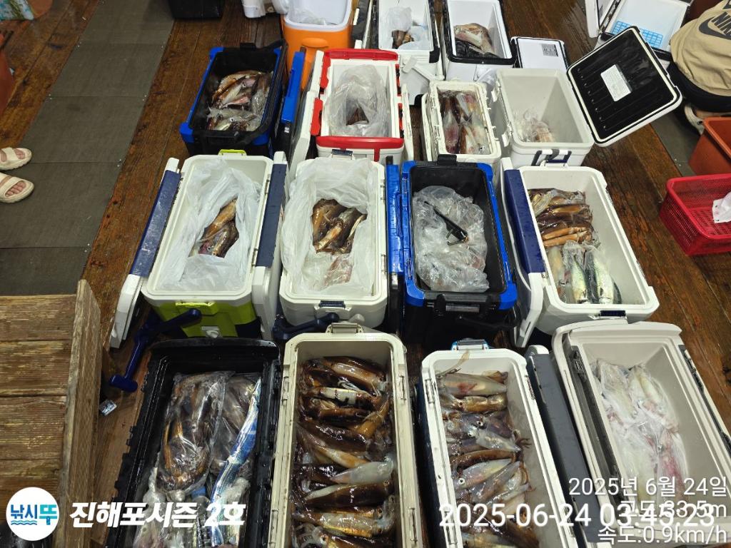 낚시뚜,오징어,한치,진해행암항,진해포시즌 2호,낚시뚜1