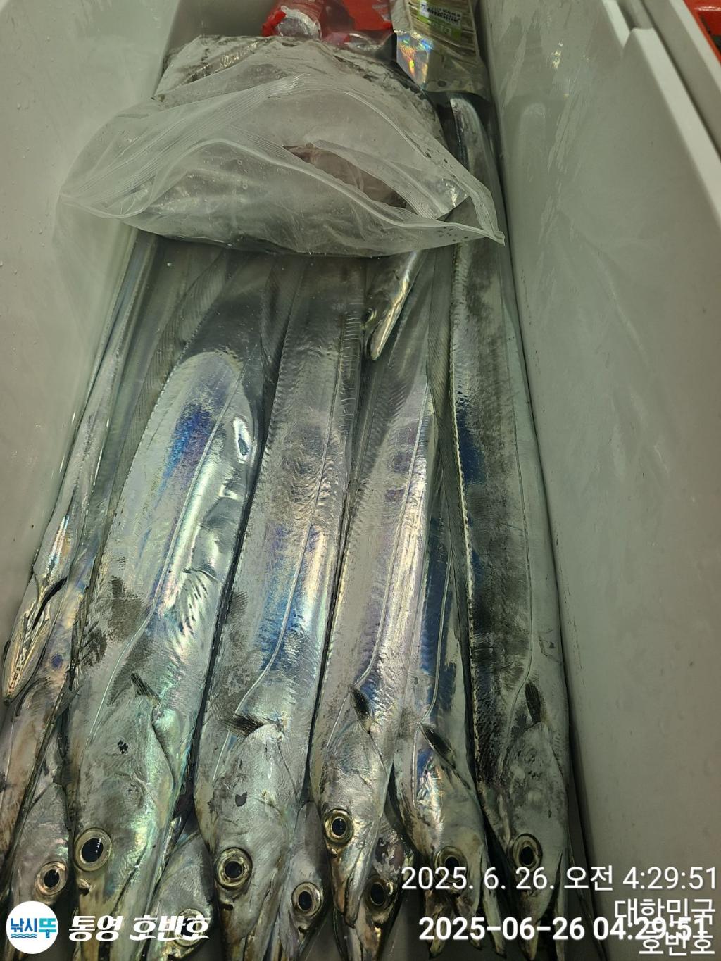 낚시뚜,갈치,한치,통영 신전항,통영호반호,낚시뚜29