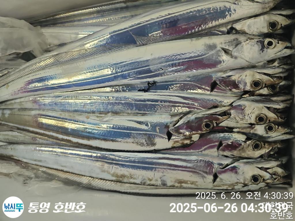 낚시뚜,갈치,한치,통영 신전항,통영호반호,낚시뚜27
