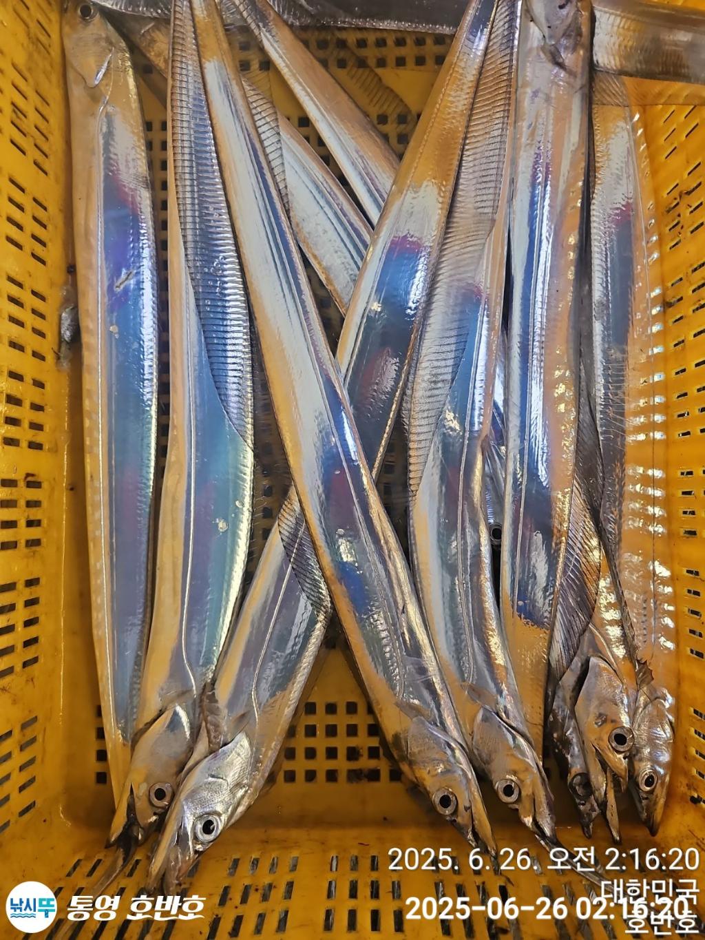 낚시뚜,갈치,한치,통영 신전항,통영호반호,낚시뚜22