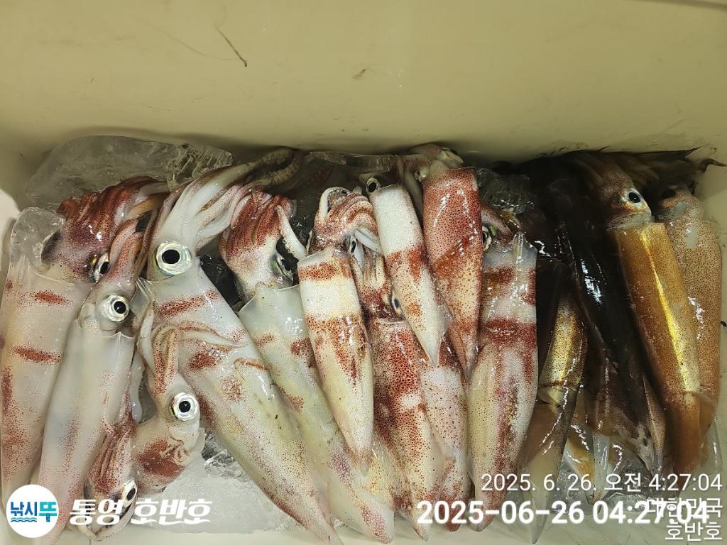 낚시뚜,갈치,한치,통영 신전항,통영호반호,낚시뚜18
