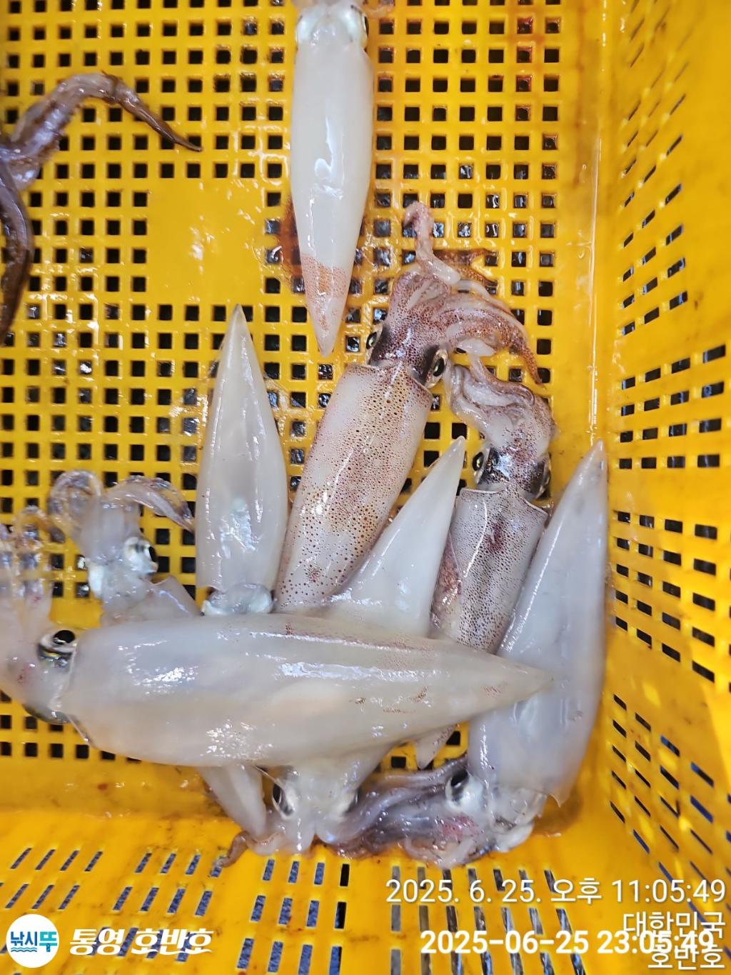 낚시뚜,갈치,한치,통영 신전항,통영호반호,낚시뚜16