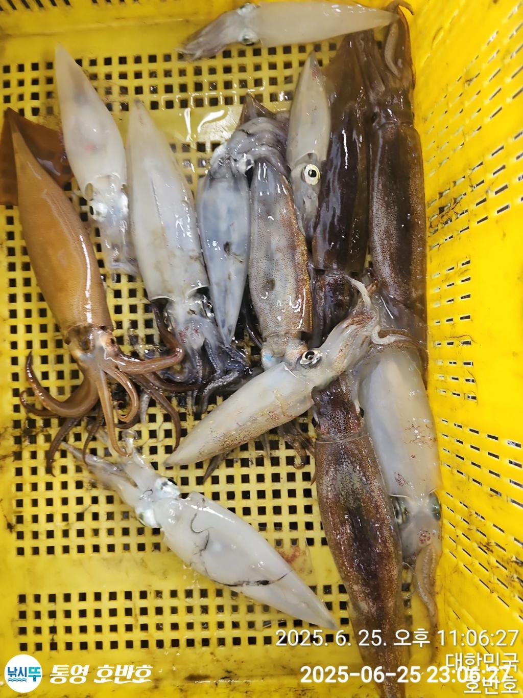 낚시뚜,갈치,한치,통영 신전항,통영호반호,낚시뚜15