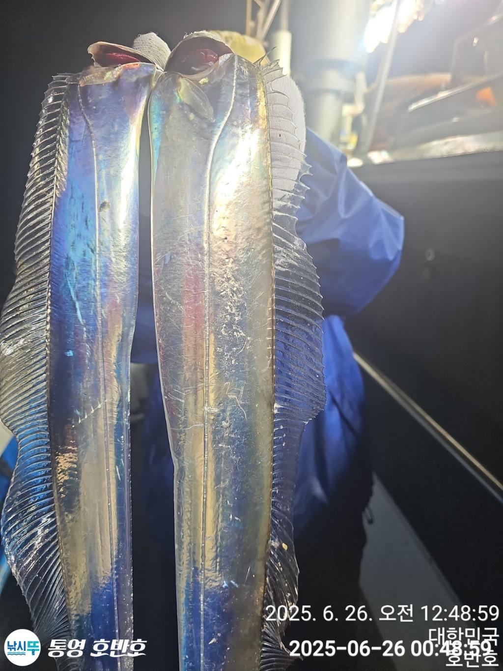 낚시뚜,갈치,한치,통영 신전항,통영호반호,낚시뚜1
