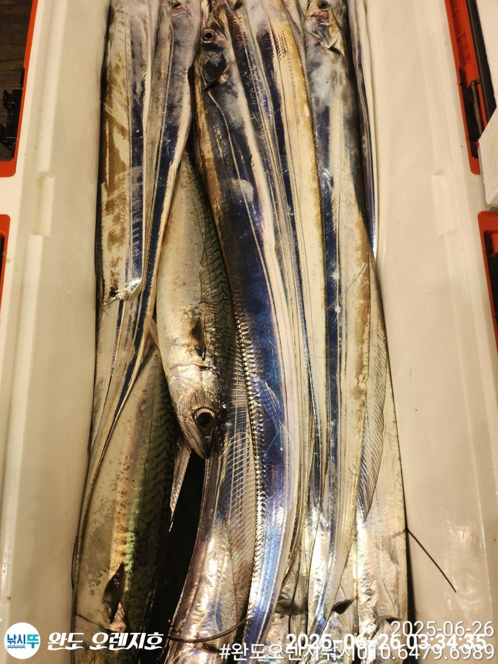 낚시뚜,갈치,완도항,완도 오렌지호,낚시뚜21