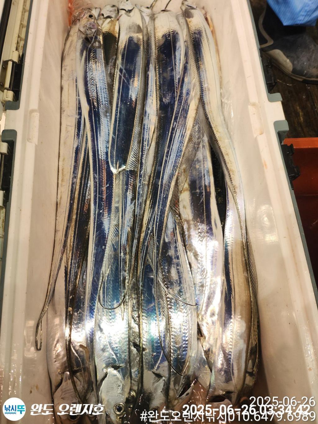 낚시뚜,갈치,완도항,완도 오렌지호,낚시뚜18
