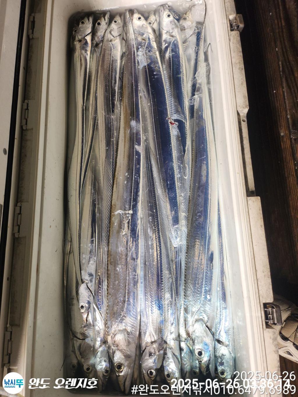 낚시뚜,갈치,완도항,완도 오렌지호,낚시뚜15