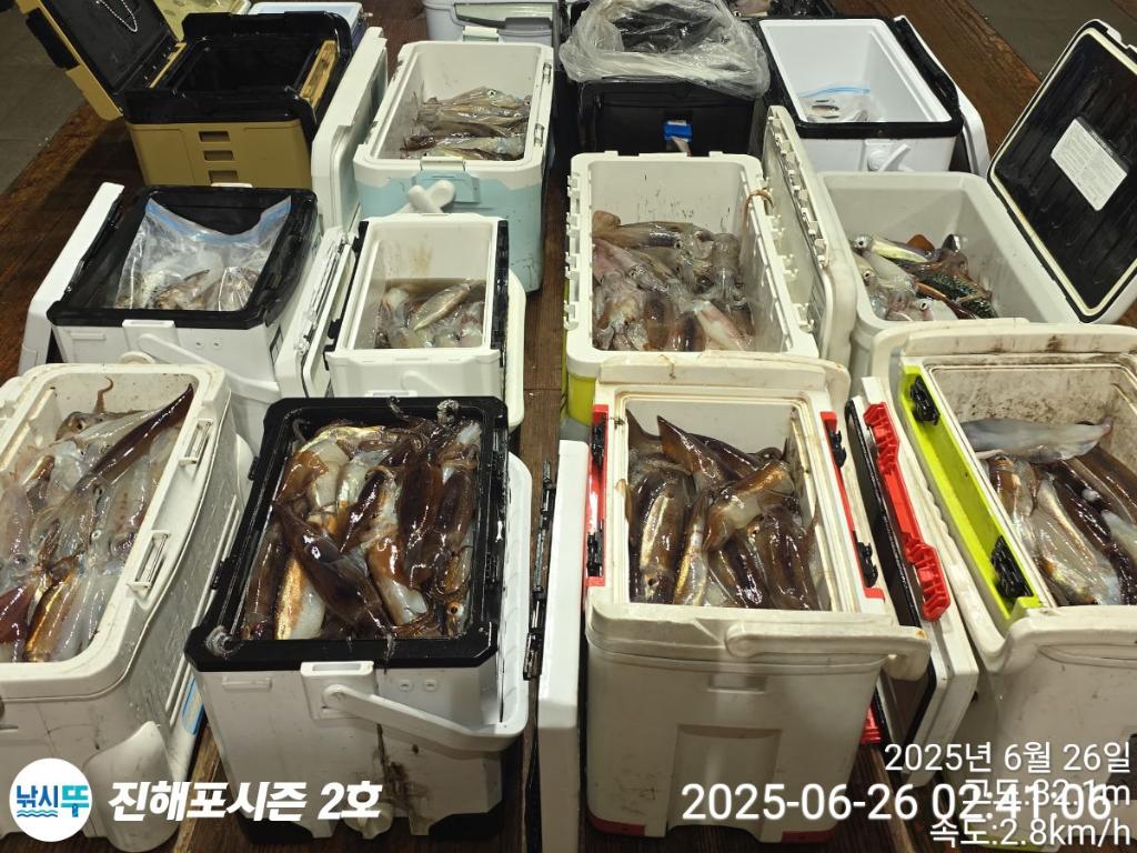 낚시뚜,오징어,한치,진해행암항,진해포시즌 2호,낚시뚜23