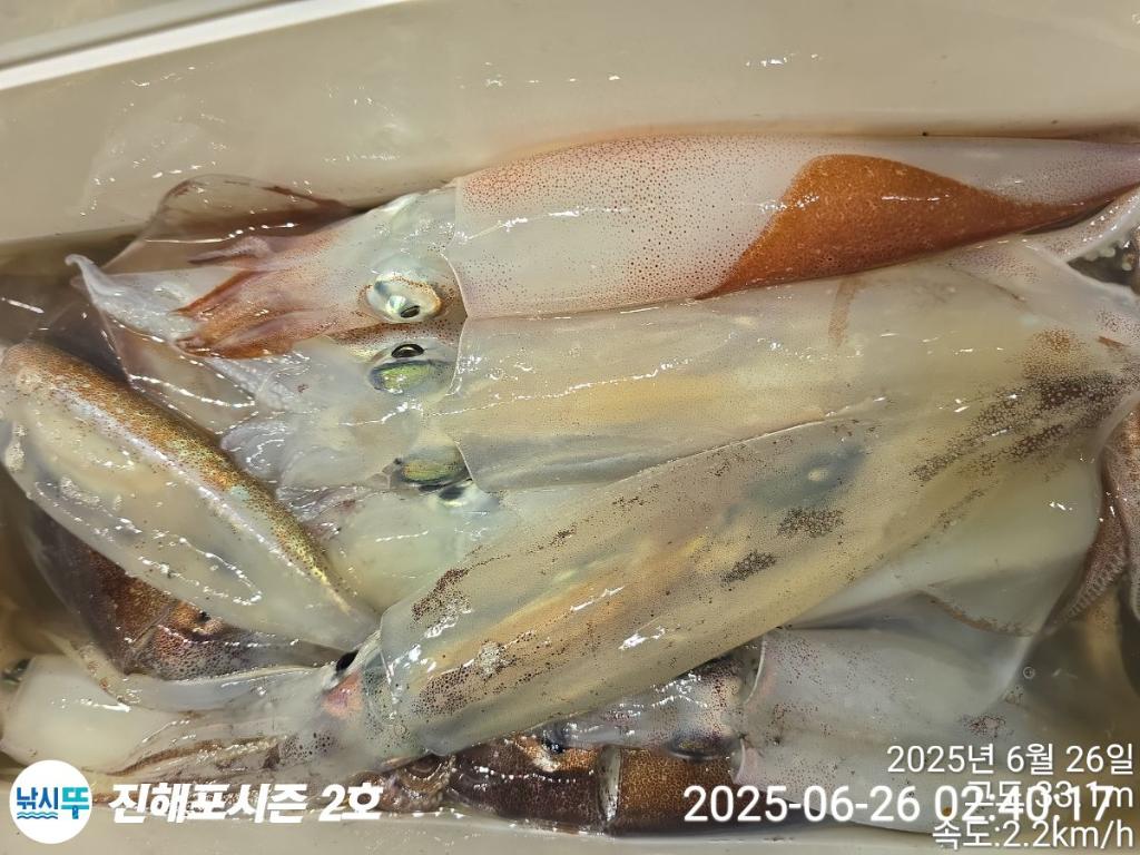 낚시뚜,오징어,한치,진해행암항,진해포시즌 2호,낚시뚜19
