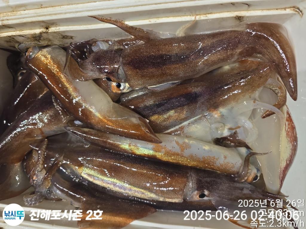 낚시뚜,오징어,한치,진해행암항,진해포시즌 2호,낚시뚜18