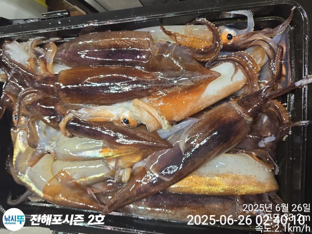낚시뚜,오징어,한치,진해행암항,진해포시즌 2호,낚시뚜17