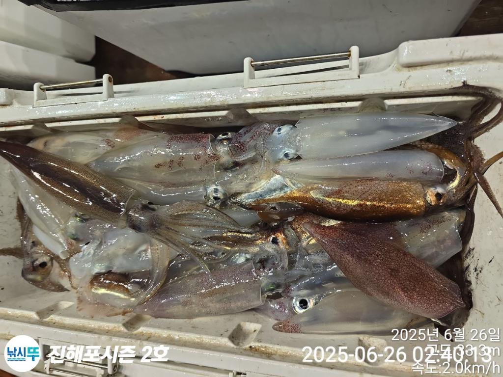 낚시뚜,오징어,한치,진해행암항,진해포시즌 2호,낚시뚜16