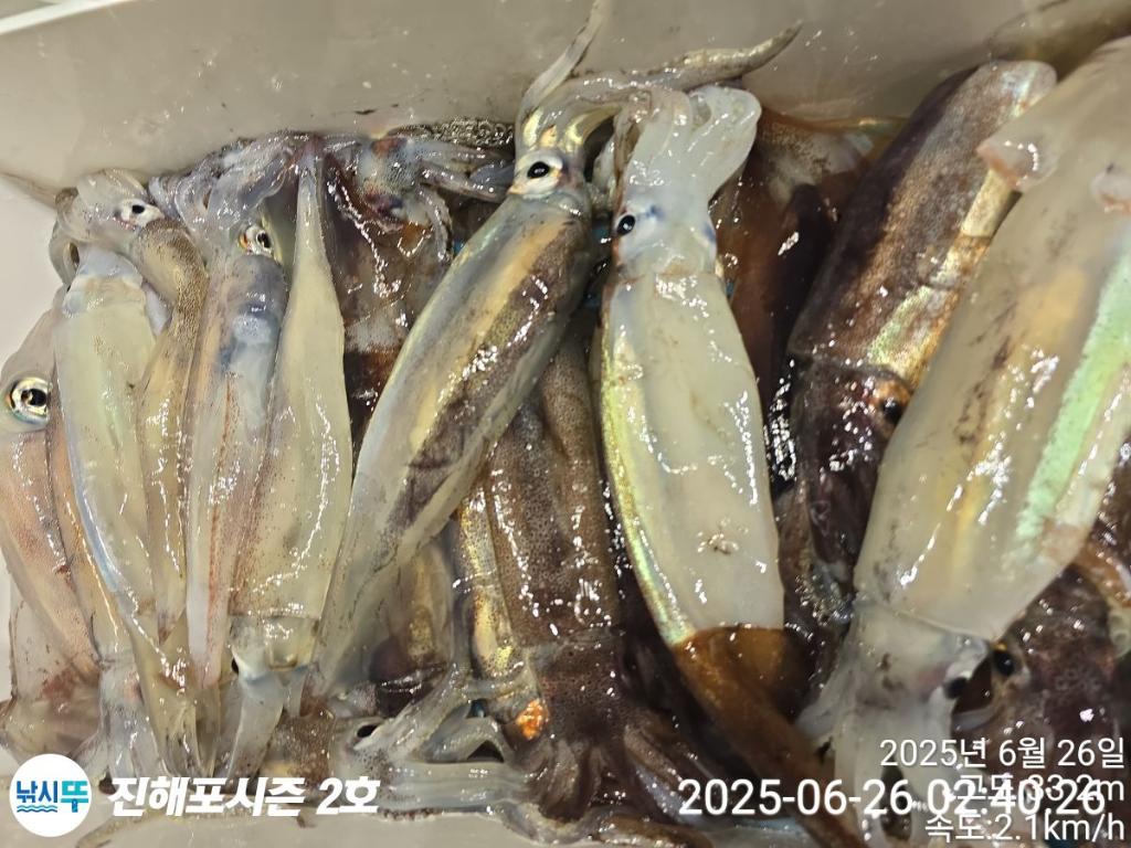 낚시뚜,오징어,한치,진해행암항,진해포시즌 2호,낚시뚜15