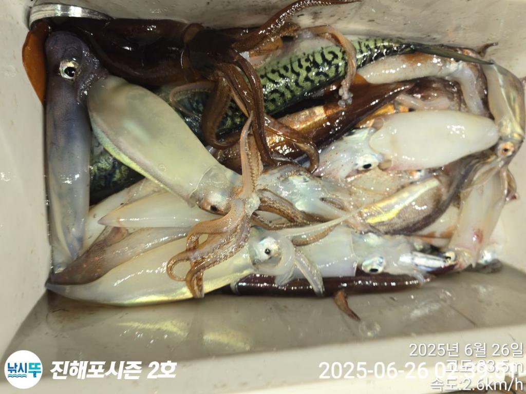 낚시뚜,오징어,한치,진해행암항,진해포시즌 2호,낚시뚜13